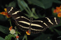 432032 Zebra Butterfly, Heliconius Charitonius A4 Photo Print