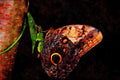 432033 Giant Owl Butterfly, Caligo Memnon A4 Limited Edition Watercolour Print