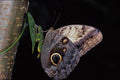 432033 Giant Owl Butterfly, Caligo Memnon A4 Photo Print