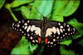 432034 Citrus Swallowtail, Papilio Demodocus A4 Limited Edition Watercolour Print