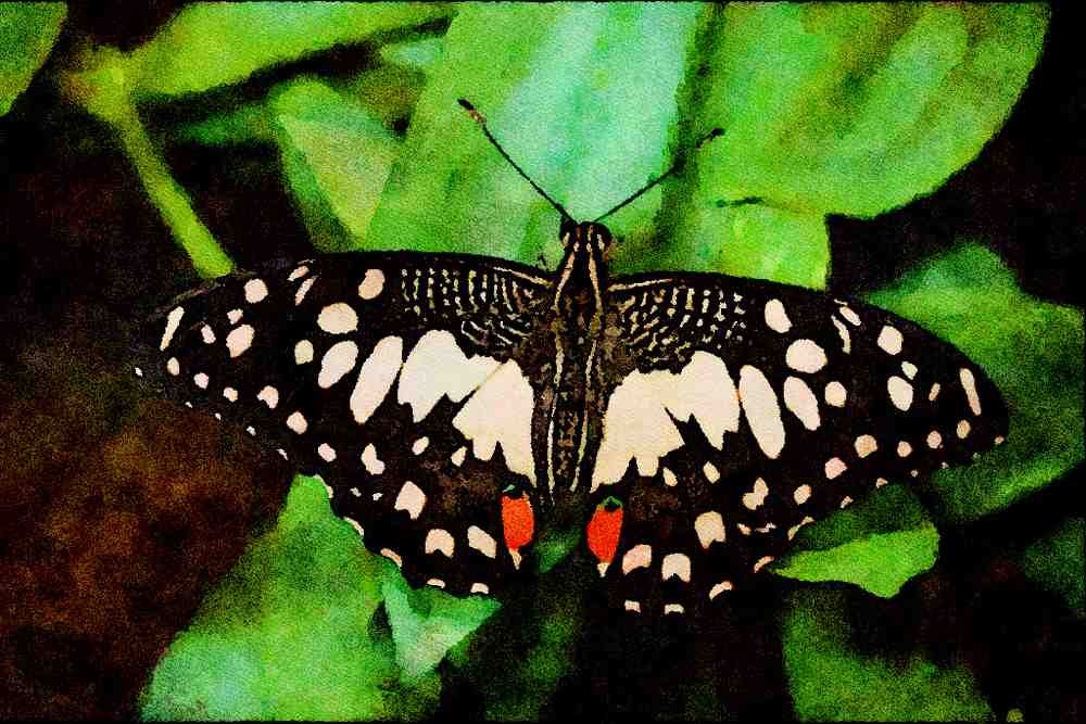 432034 Citrus Swallowtail, Papilio Demodocus A4 Limited Edition Watercolour Print