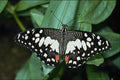432034 Citrus Swallowtail, Papilio Demodocus A4 Photo Print