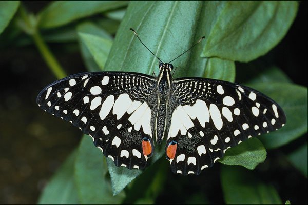 432034 Citrus Swallowtail, Papilio Demodocus A4 Photo Print