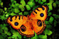 432035 Buckeye, Junonia Lavinia A4 Limited Edition Watercolour Print