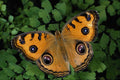 432035 Buckeye, Junonia Lavinia A4 Photo Print