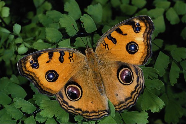 432035 Buckeye, Junonia Lavinia A4 Photo Print