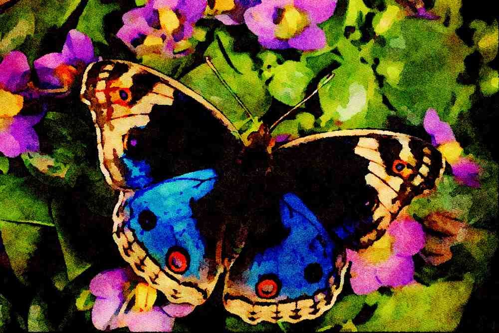 432036 Blue Pansy, Junonia Orithya A4 Limited Edition Watercolour Print