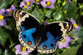432036 Blue Pansy, Junonia Orithya A4 Photo Print