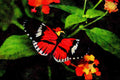 432037 The Postman, Tropical Butterfly House A4 Limited Edition Watercolour Print