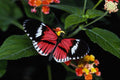 432037 The Postman, Tropical Butterfly House A4 Photo Print