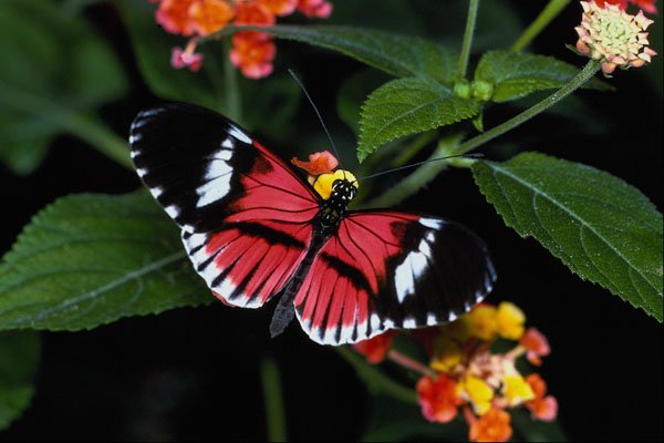 432037 The Postman, Tropical Butterfly House A4 Photo Print