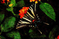 432038 Zebra Swallowtail, Eurytides Marcellus A4 Limited Edition Watercolour Print