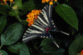 432038 Zebra Swallowtail, Eurytides Marcellus A4 Photo Print