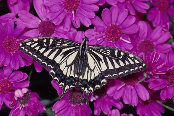 432039 Corsican Swallowtail, Papilio Hospiton A4 Photo Print