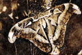 432040 Atlas Moth A4 Limited Edition Watercolour Print