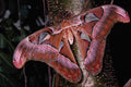 432040 Atlas Moth A4 Photo Print