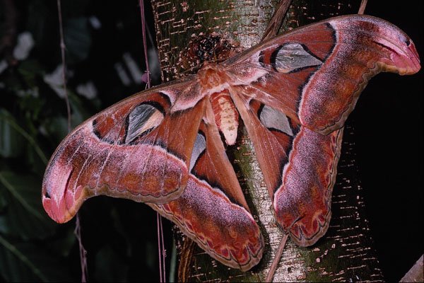432040 Atlas Moth A4 Photo Print
