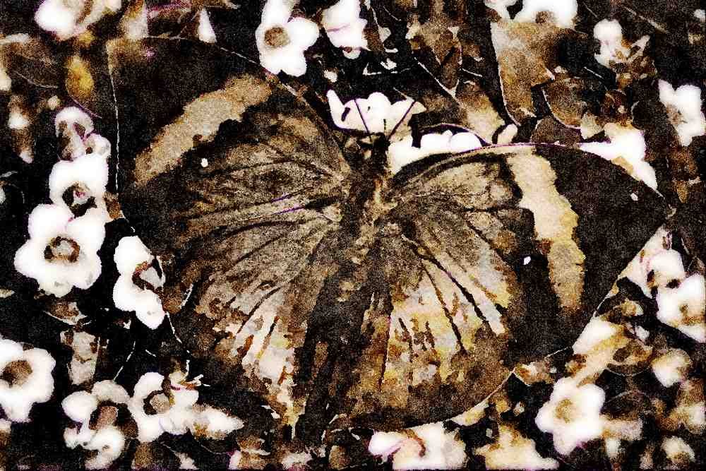 432041 The Indian, Leaf Kallima Paralekta A4 Limited Edition Watercolour Print