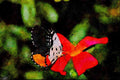 432042 Talicada Nyseus A4 Limited Edition Watercolour Print