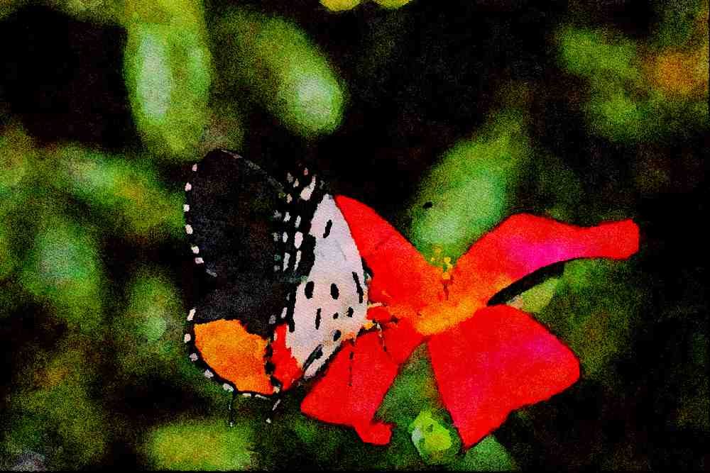 432042 Talicada Nyseus A4 Limited Edition Watercolour Print