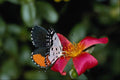 432042 Talicada Nyseus A4 Photo Print