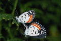432043 Talicada Nyseus A4 Photo Print