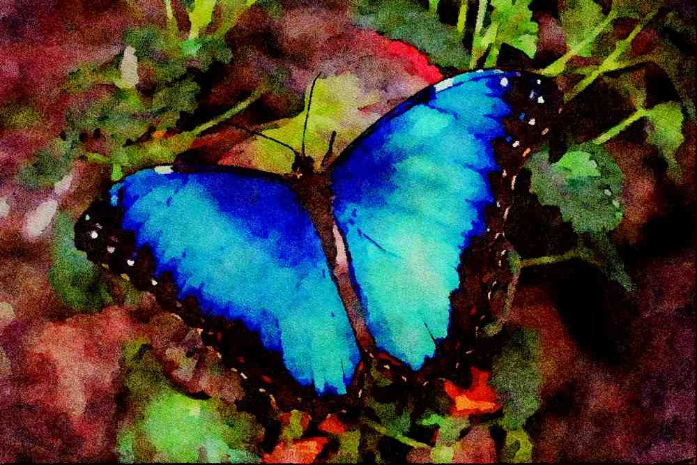 432044 Blue Morpho, Morpho Grandensis A4 Limited Edition Watercolour Print