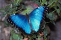 432044 Blue Morpho, Morpho Grandensis A4 Photo Print
