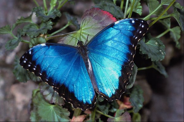 432044 Blue Morpho, Morpho Grandensis A4 Photo Print