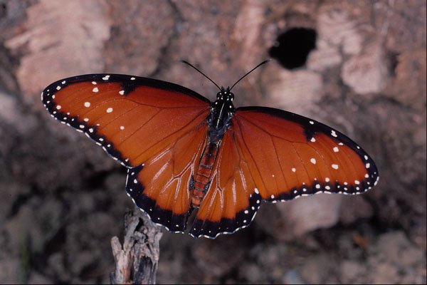432045 The Queen, Danaus Gillipus A4 Photo Print