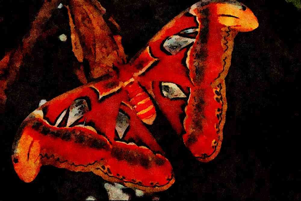 432046 Atlas Moth A4 Limited Edition Watercolour Print