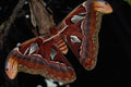 432046 Atlas Moth A4 Photo Print