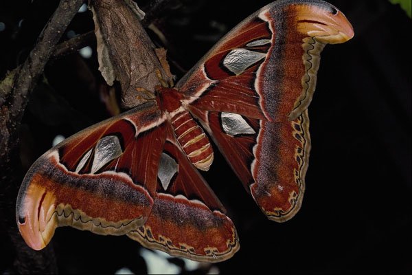 432046 Atlas Moth A4 Photo Print