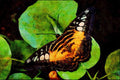 432047 Parthenos Sylvia A4 Limited Edition Watercolour Print