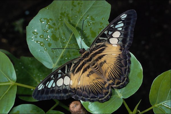 432047 Parthenos Sylvia A4 Photo Print