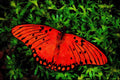 432048 Gulf Fritillary, Dione Insularis A4 Limited Edition Watercolour Print