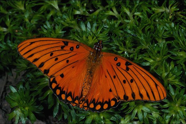 432048 Gulf Fritillary, Dione Insularis A4 Photo Print