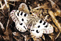 432049 Apollo, Parnassius Apollo A4 Limited Edition Watercolour Print