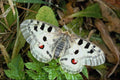 432049 Apollo, Parnassius Apollo A4 Photo Print