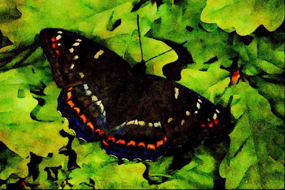 432050 Poplar Admiral, Limenitis Populi A4 Limited Edition Watercolour Print