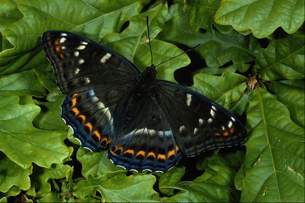 432050 Poplar Admiral, Limenitis Populi A4 Photo Print