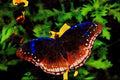 432051 Common Eggfly, Hypolimnas Bolina A4 Limited Edition Watercolour Print
