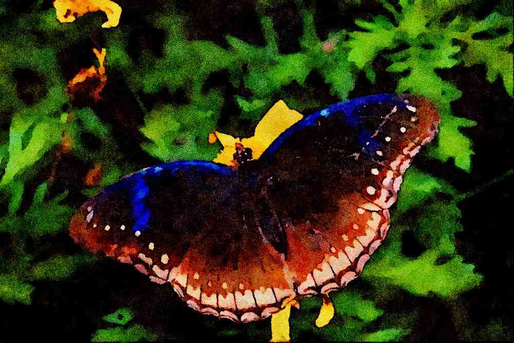 432051 Common Eggfly, Hypolimnas Bolina A4 Limited Edition Watercolour Print