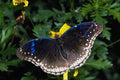432051 Common Eggfly, Hypolimnas Bolina A4 Photo Print