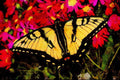 432052 Tiger Swallowtail, Papilio Glaucus A4 Limited Edition Watercolour Print