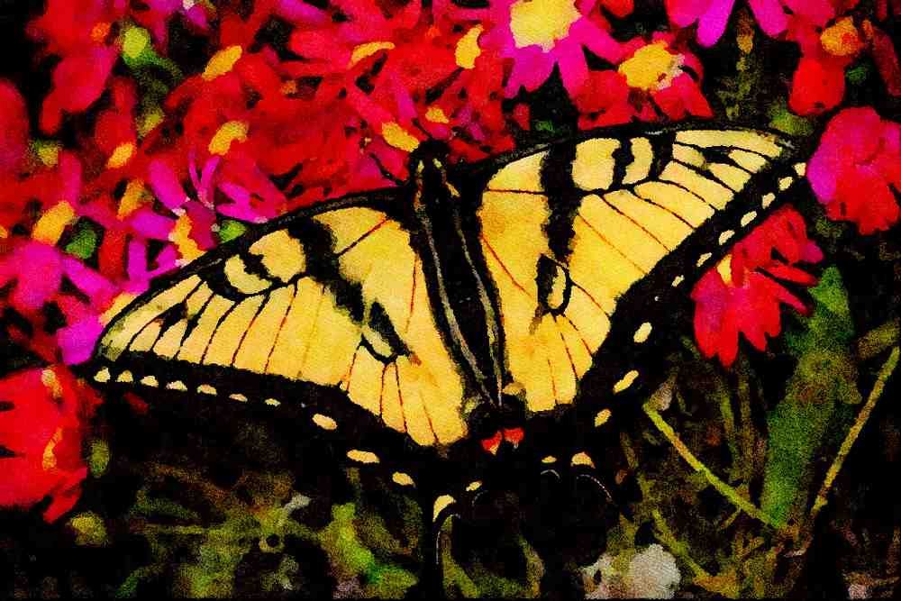 432052 Tiger Swallowtail, Papilio Glaucus A4 Limited Edition Watercolour Print