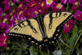 432052 Tiger Swallowtail, Papilio Glaucus A4 Photo Print