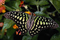 432053 Green Spotted Triangle, Graphium Agamemnon A4 Photo Print