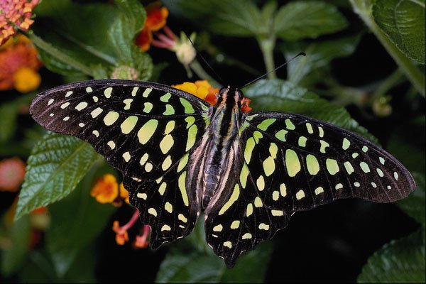 432053 Green Spotted Triangle, Graphium Agamemnon A4 Photo Print