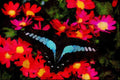 432054 Blue Triangle, Graphium Sarpedon A4 Limited Edition Watercolour Print